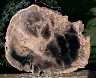 Sis: Perfect 11 ",  Petrified Wood Round Fossil Birch - Sweet Home,  Or
