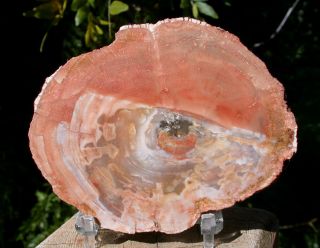 Sis: Colorful Orange Argentina Petrified Wood Round