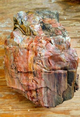 Arizona Rainbow Petrified Wood Rough Slab - 6 - 1/2 Lbs