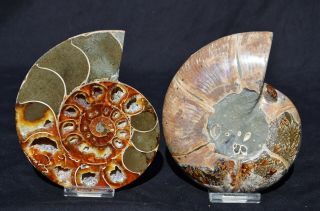 Cut Split Pair Rare Anapuzosia Ammonite D - Shaped Large 4.  8 " Fossil 123mm 6301xx