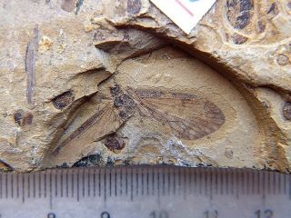Insect Fossil,  Late Jurassic,  The Jehol Biota,  Liaoxi - 71295