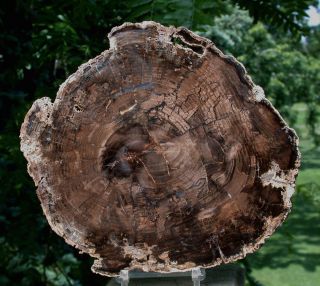 Sis: Stunning Fossil Black Ash Petrified Wood Round,  Mcdermitt - Or