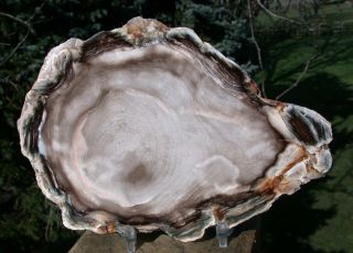 Sis: Petrified Wood Round - Gorgeous Hardwood - Vantage,  Washington