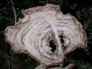 Sis: Ultra - Rare Burmese Petrified Wood Round From Myanmar - White Mansonia
