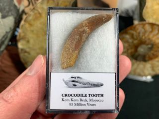 Rooted Crocodile Tooth (morocco) 18 - Kem Kem,  Dinosaur Era Fossil