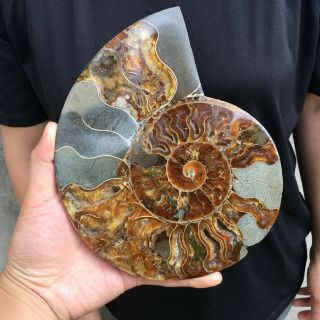 1.  8lb Natural Ammonite Fossil Conch Specimen Madagascar Polished Healing 8.  5 "