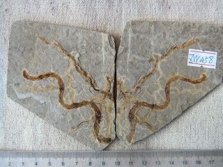 Plant Fossil,  The Jehol Biota,  Liaoxi 71312