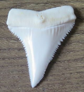 1.  895 " Upper Nature Modern Great White Shark Tooth (teeth)