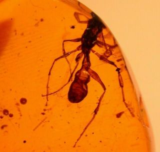 Cretaceous Period Ant In Burmite Amber Fossil From Dinosaur Age Very Rare