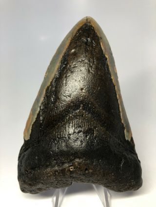 Megalodon Shark Tooth 4.  85” Natural - Rare Fossil - Real 4643