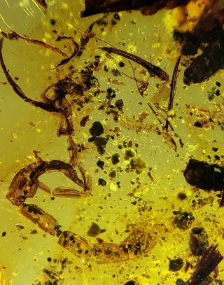 Rare Scorpion.  Burmite Natural Myanmar Insect Amber Fossil