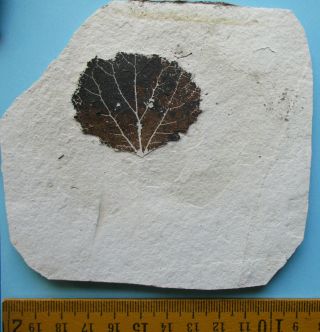 Fossil Leaf,  Populus Tremula,  Miocene,  Murat,  France