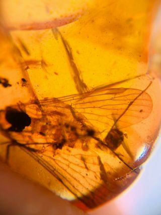Unknown Big Fly Skin Burmite Myanmar Burmese Amber Insect Fossil Dinosaur Age