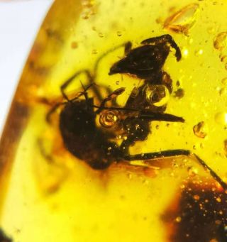 Rare Strange Big Ant Burmite Cretaceous Amber Fossil Dinosaurs Era