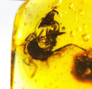 Rare strange Big Ant Burmite Cretaceous Amber fossil dinosaurs era 3