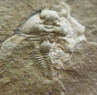 Uncommon Nephrolenellus Trilobite Fossil From The Cambrian Of Nevada