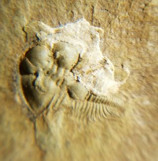 Uncommon Nephrolenellus trilobite fossil from the Cambrian of Nevada 2