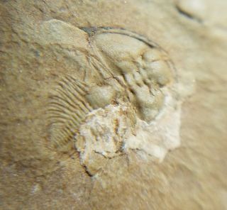 Uncommon Nephrolenellus trilobite fossil from the Cambrian of Nevada 3