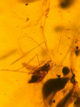 Neuroptera Mantispidae mantisfly mantidfly Burmite Myanmar Amber insect fossil 2