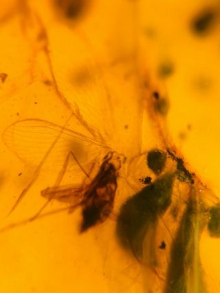 Neuroptera Mantispidae mantisfly mantidfly Burmite Myanmar Amber insect fossil 3