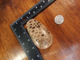 Large Polished Petoskey Stone - Fossilized Coral - (7.  1oz)