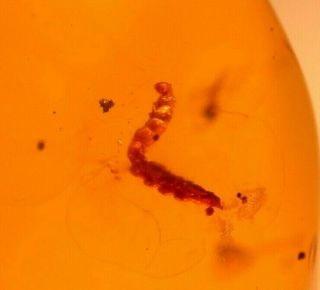 Caterpillar with Flies in Authentic Dominican Amber Fossil Gemstone 2