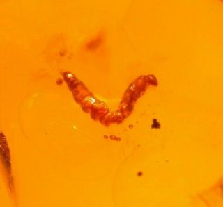 Caterpillar with Flies in Authentic Dominican Amber Fossil Gemstone 3