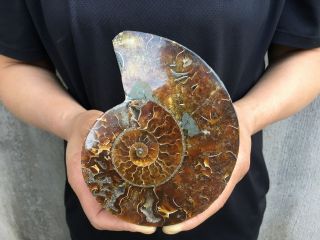 0.  66lb Natural Ammonite Disc Fossil Conch Specimen Healing Madagascar 5.  5 " Tqs21