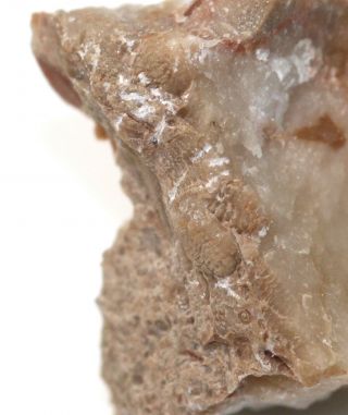 Rare Trilobite,  Isocolus Sjoegreni,  Ordovician,  Ashgill,  Dalarne,  Sweden - Eb7338