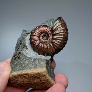 3,  8 Cm (1,  5 In) Ammonite Hypacanthoplites Cretaceous Russia Russian Ammonit