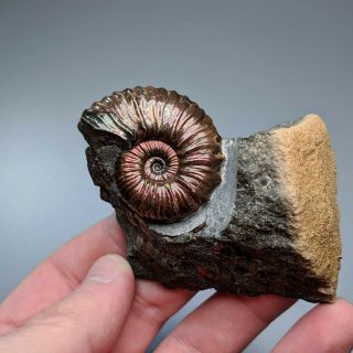 3,  8 cm (1,  5 in) Ammonite Hypacanthoplites cretaceous Russia russian ammonit 2
