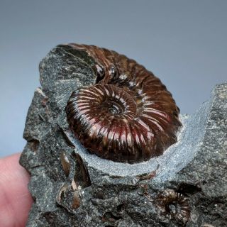 3,  8 cm (1,  5 in) Ammonite Hypacanthoplites cretaceous Russia russian ammonit 3