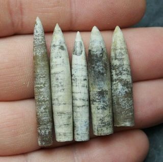 5x Belemnite Hibolithes Subfusiformis Fossils Fossiles Fossilien France