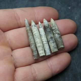 5x Belemnite Hibolithes subfusiformis fossils fossiles Fossilien France 2