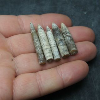 5x Belemnite Hibolithes subfusiformis fossils fossiles Fossilien France 3