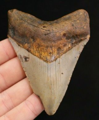 Megalodon Shark Tooth 3.  94 " Extinct Fossil Authentic Not Restored (cg13 - 138)