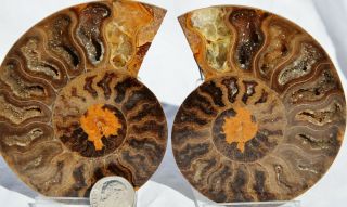 Rare 1 In 100 Black Ammonite Pair 96mm Deep Crystals Large 3.  4 " 110myo N1301