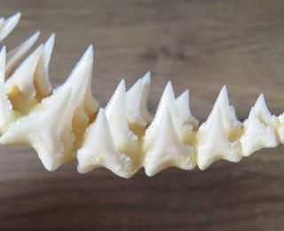 42 Group Lower Nature Modern Great White Shark Tooth (teeth)