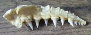 42 Group Lower Nature Modern Great white shark tooth (teeth) 2