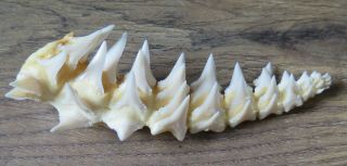 42 Group Lower Nature Modern Great white shark tooth (teeth) 3
