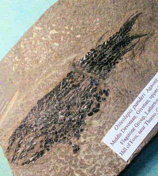 Complete 8cm Osteolepis Panderi; Devonian; Givetian,  Caithness Scotland.