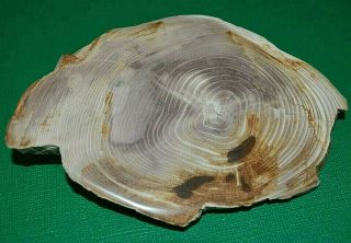 Petrified Wood Limb Casting Polished Cut Slice Collected Oregon,  America