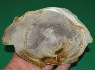 Petrified Wood Limb Casting Polished Cut Slice Collected Oregon,  America 2