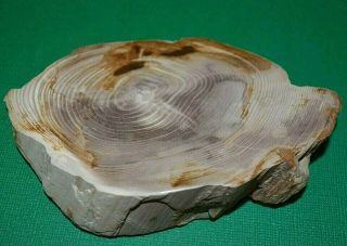 Petrified Wood Limb Casting Polished Cut Slice Collected Oregon,  America 3