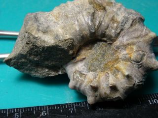 Ammonites Epicheloniceras Кавказ меловой период