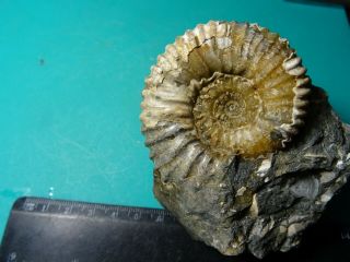 Ammonites Acanthohoplites Кавказ меловой период
