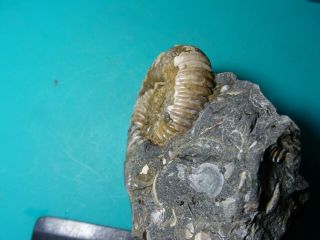 Ammonites Acanthohoplites Кавказ меловой период 2
