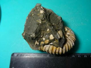 Ammonites Acanthohoplites Кавказ меловой период 3