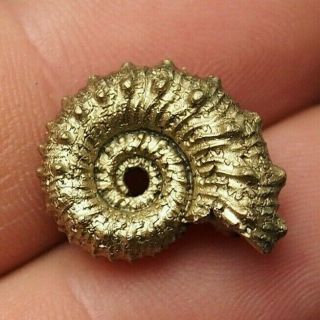 19mm Kosmoceras Ammonite Pyrite Fossils Ryazan Russia Fossilien Pendant