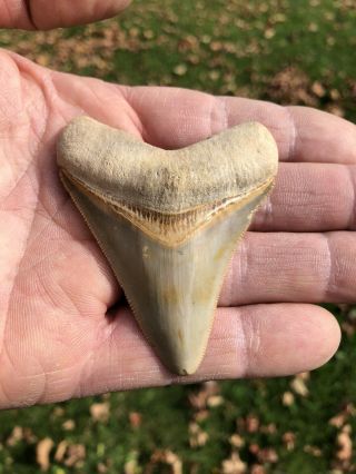 Petrified Shark Tooth Fossil 2.  5” X 3” Florida 100 Natural